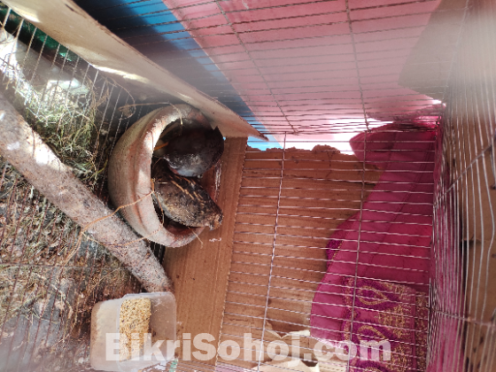 রানিং ক্লাসিক কিং কোয়েল পাখি সেল হবে